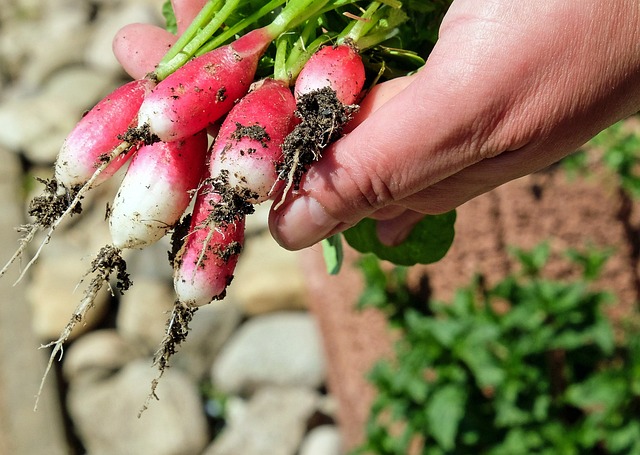 van zaadje tot oogst: een compleet pad door je moestuin