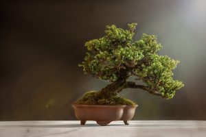 De kunst en wetenschap van bonsai: van oude wortels naar moderne verzorgingstechnieken