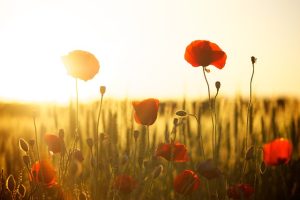 ontvouwen van het groene mysterie: fotosynthese, bloemenmagie, zaadverspreiding en de ecologische symfonie