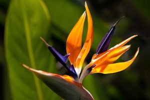 Van kamerplanten tot landschapsarchitectuur: een reis door de wereld van planten, bloemen en hun artistieke toepassingen