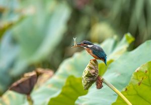 Het belang van gevarieerd vogelvoer voor jouw gevederde vrienden